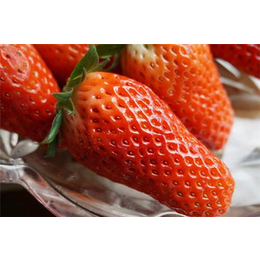 汕头甜宝草莓苗、甜宝草莓苗种苗、仁源农业科技