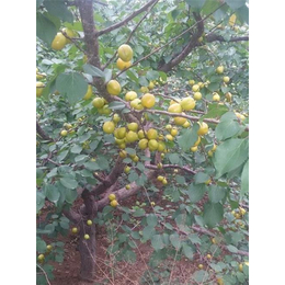 珍珠油杏、扬州珍珠油杏、新泰超越苗木