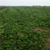 红颜草莓苗,晨旭苗木园艺场(在线咨询),红颜草莓苗种植缩略图1