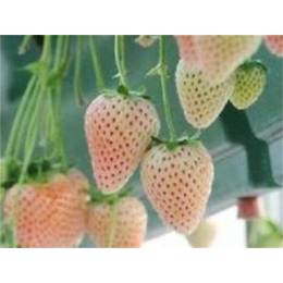 志达园艺场(图),白草莓苗批发,三门峡白草莓苗