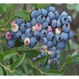 兔眼蓝莓苗,诚森园艺场(在线咨询),兔眼蓝莓苗哪里便宜