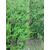 曼地亚红豆杉,曼地亚红豆杉盆景,【青田红豆杉】缩略图1
