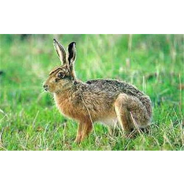 奔月仙子野兔、盛佳生态养殖(在线咨询)、奔月仙子野兔重大新闻