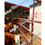 广州西门塔尔牛图片肉牛犊品种缩略图1