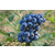 百色农业|四川蓝莓幼苗|蓝莓幼苗移栽缩略图1