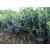 遵义蓝莓幼苗、百色农业、蓝莓幼苗移栽缩略图1