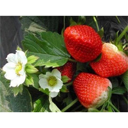 四季草莓苗种苗,菏泽四季草莓苗,志达园艺场