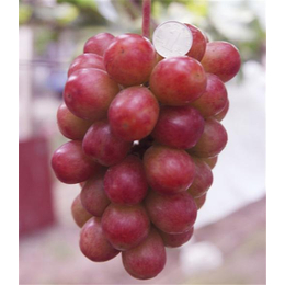 葡萄苗价格|葡萄苗|新农果树值得推荐缩略图