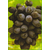 葡萄|爱博欣农业(****商家)|葡萄种植技术缩略图1