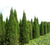 聚源园林(图)|泰安蜀桧树苗|泰安蜀桧缩略图1