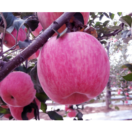 洛川县有机精品红富士苹果缩略图