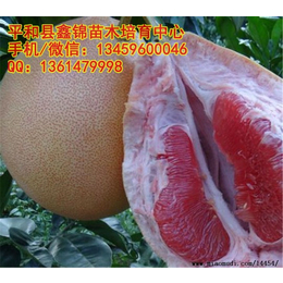 四川哪里有三红蜜柚苗卖_红心柚子苗在四川达州可以种植吗