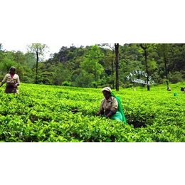 青岛进口茶叶清关代理青岛进口茶叶清关流程青岛进口茶叶报关报检