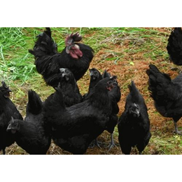 五黑鸡,新民卢屯公社,沈阳五黑鸡养殖场
