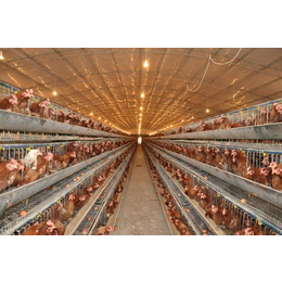 养殖大棚、久阳畜牧工程、肉鸡养殖温室大棚