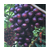 鲁粒大棚葡萄苗(图)|克伦生葡萄种植基地|克伦生葡萄缩略图1