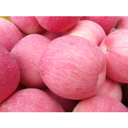 陕西洛川县有机精品红富士苹果供应