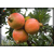 软籽石榴树苗,兴农石榴(在线咨询),软籽石榴树苗种植缩略图1