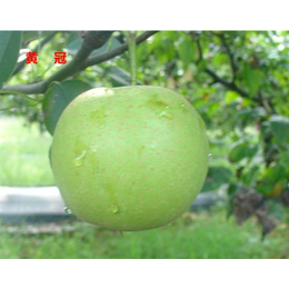 鄂州梨品种|湖北果茶所(在线咨询)|早熟梨品种