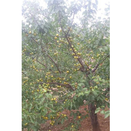 珍珠油杏、淮南珍珠油杏、新泰超越苗木