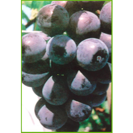 河北葡萄|葡萄苗种植|爱博欣农业(多图)