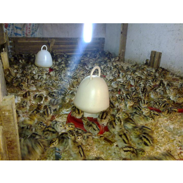 广元珍珠鸡苗首先湖北绿禽业育种场