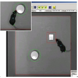 行为学实验站  动物行为学视频分析系统