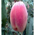 映霜红桃树苗、晚熟桃树苗品种、映霜红桃树苗厂家缩略图1
