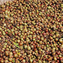 龙南县油茶籽、油茶籽批发、批发供应(多图)