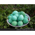 绿壳蛋鸡养殖技术 绿壳蛋鸡价格 绿壳蛋鸡营养价值 各种鸡苗缩略图4