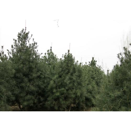 泰安白皮松,聚源园林(在线咨询),泰安白皮松树木