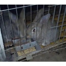 甘肃奔月野兔养殖、奔月野兔养殖技术培训、盛佳生态养殖(多图)