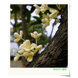 东至县桂花树|桂香源(****商家)|桂花树栽培技术