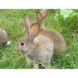 湖北奔月野兔养殖,盛佳生态养殖,奔月野兔生态化养殖