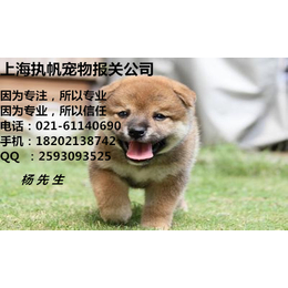 上海宠物报关方法