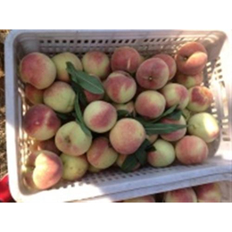金秋红蜜桃优系市场价格、金秋红蜜桃苗木供应商、元宝金秋红蜜桃