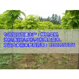 旭日苗圃场(图)|出售榉树|晋州榉树