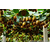 北方猕猴桃(图),猕猴桃种植产业,徐州猕猴桃种植缩略图1