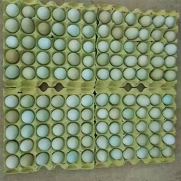 绿壳蛋鸡|绿壳蛋鸡种蛋|易科麦种禽(多图)