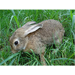新疆奔月野兔、野兔养殖就选奔月仙子、盛佳生态养殖