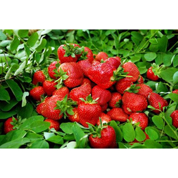 潍坊草莓苗,润丰苗木(在线咨询),奶油草莓苗价格