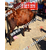 河北肉牛销售市场西门塔尔牛的中国化缩略图1
