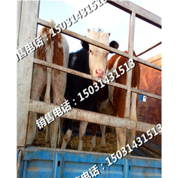 河北肉牛销售市场西门塔尔牛养多久能出栏