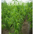 映霜红桃树苗|晚熟桃树苗品种|映霜红桃树苗基地缩略图1