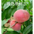 映霜红桃树苗、晚熟桃树苗品种、当年映霜红桃树苗缩略图1