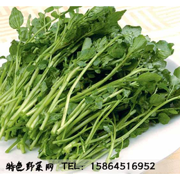   豆瓣菜 西洋菜种子豆瓣菜栽培 豆瓣菜价格 豆瓣菜种植