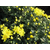 花卉种植(图)、花卉盆栽、丰林宿根花卉缩略图1
