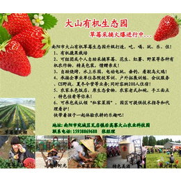 南阳草莓园草莓苗_南阳草莓园_南阳草莓园摘鲜草莓(图)