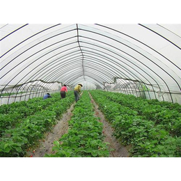 开远蔬菜温室大棚|富农棚业(在线咨询)|蔬菜温室大棚维修