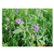 进口紫花苜蓿种子批发紫花苜蓿种植紫花苜蓿图片巨型大南瓜种子缩略图1